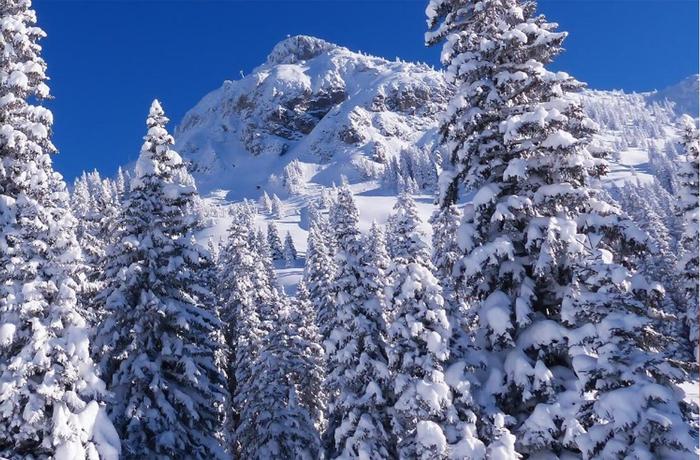 西伯利亚植物肽Siberian Plant Peptide