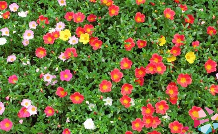 马齿苋发酵滤液 Hoshea™ Portulaca