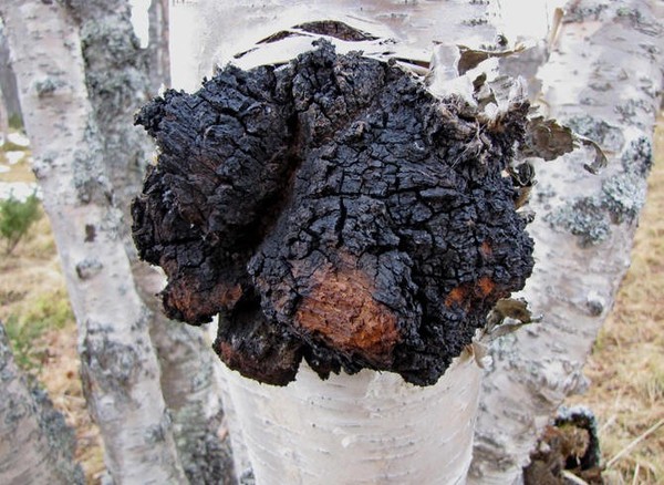 白桦茸植物肽Chaga glycoprotein